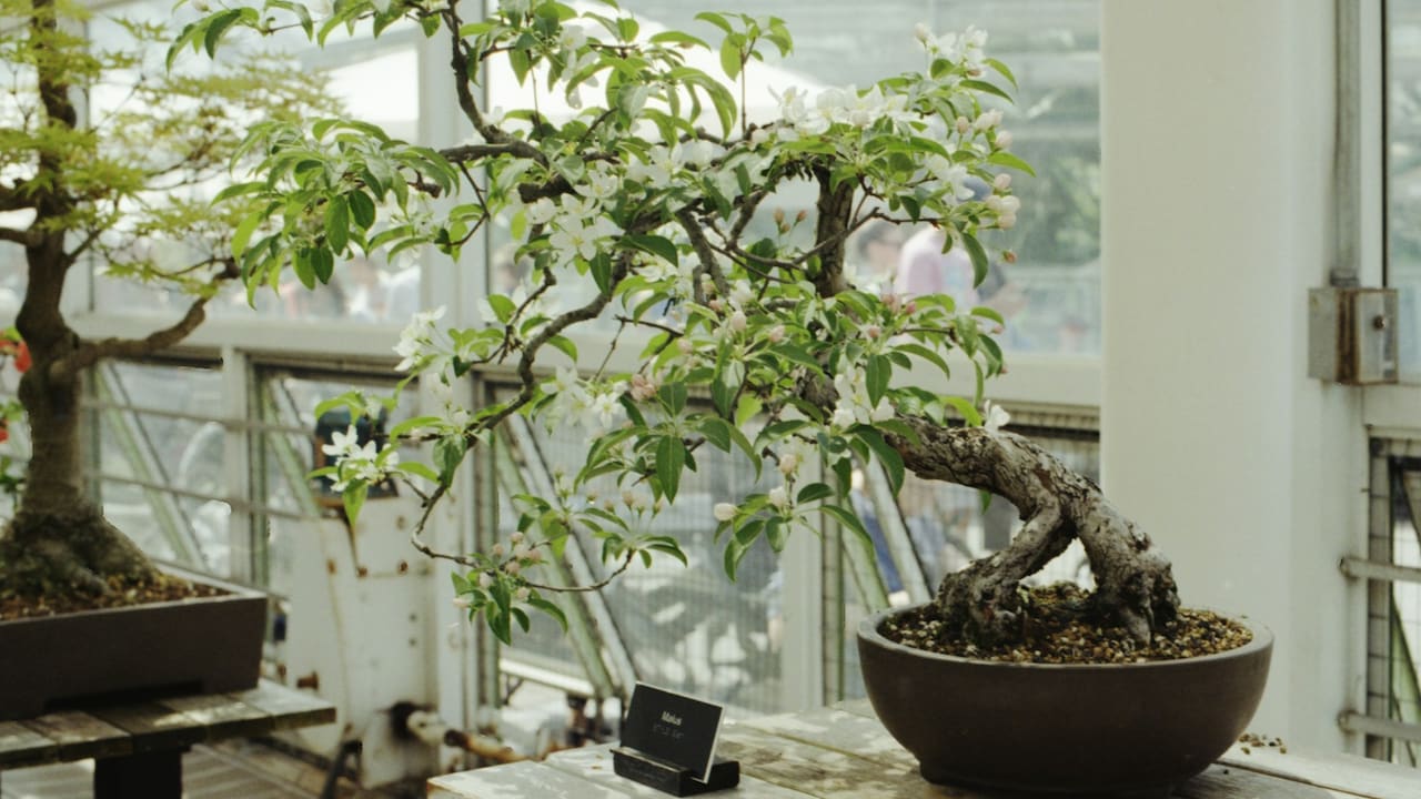 Try to match the plants specific water needs to its planter Try to match the plants specific water needs to its planter