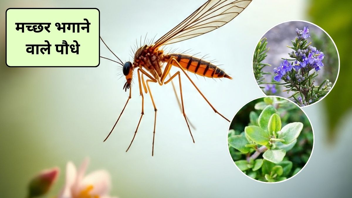 Mosquito Killer Smell: कौन सी गंध मच्छरों को दूर रखती है? मच्छर किस गंध से आकर्षित होते हैं