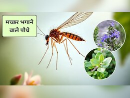 Mosquito Killer Smell: कौन सी गंध मच्छरों को दूर रखती है? मच्छर किस गंध से आकर्षित होते हैं