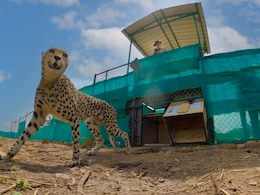 Kuno National Park MP: कूनो में फिर गूंजेगी चीतों की दहाड़, 26 जनवरी को बोत्सवाना से आएंगे 8 नए मेहमान!