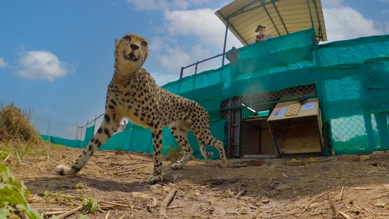 Kuno National Park MP: कूनो में फिर गूंजेगी चीतों की दहाड़, 26 जनवरी को बोत्सवाना से आएंगे 8 नए मेहमान!