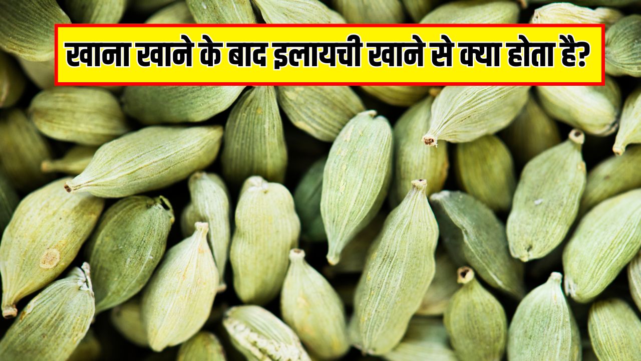 हर बार खाना खाने के बाद इलायची खाने से क्या होता है? जानें 1 दिन में कितनी इलायची खा सकते हैं