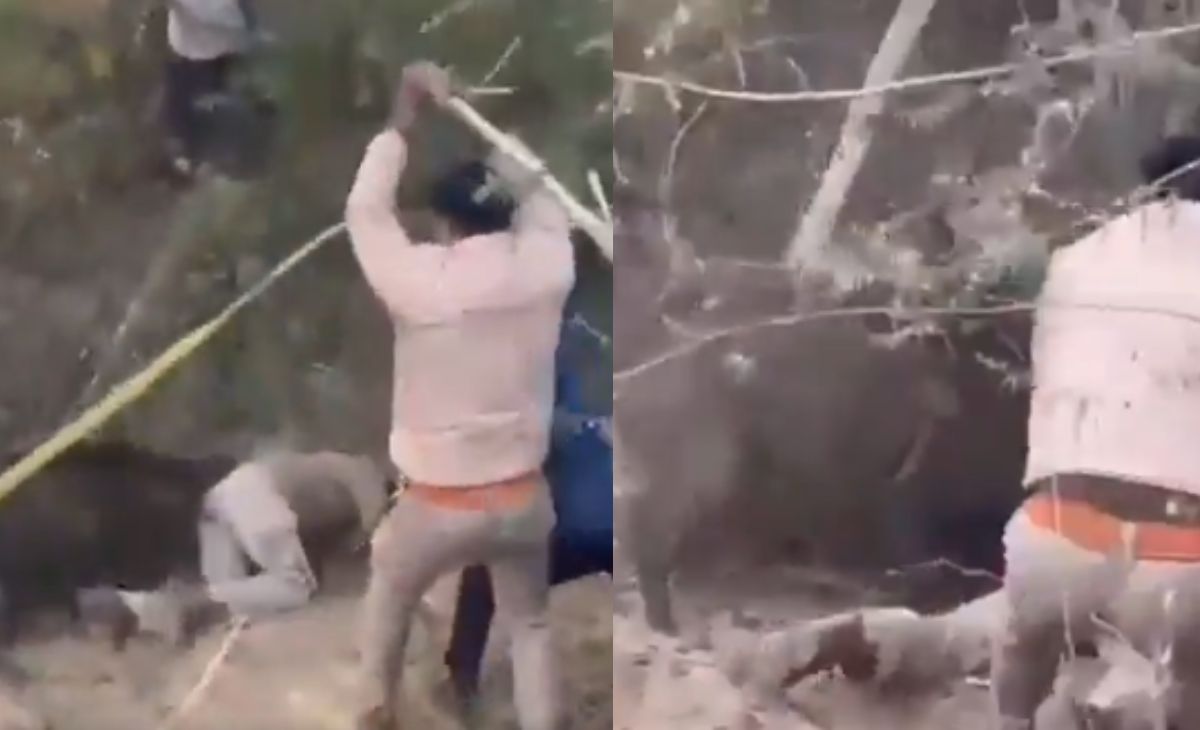 Video: Wild Boar Mauls Forest Officer, Strikes With Sticks Don't Help