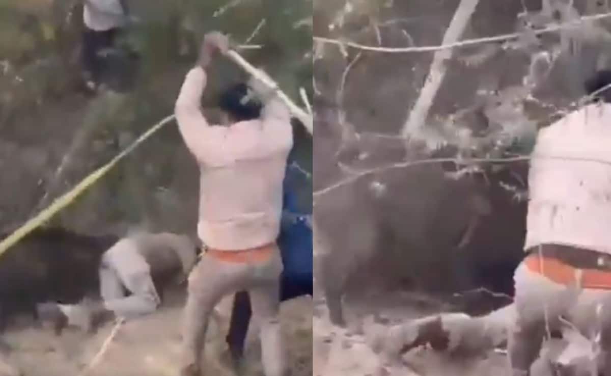 The Art of Baking: From Classic Bread to Artisan Pastries