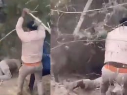 Video: Wild Boar Mauls Forest Officer, Strikes With Sticks Don't Help