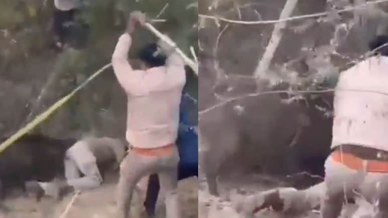 Video: Wild Boar Mauls Forest Officer, Strikes With Sticks Don't Help