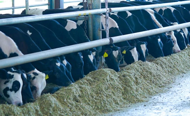 Godrej Agrovet Gains On Palm Oil Cultivation Deal