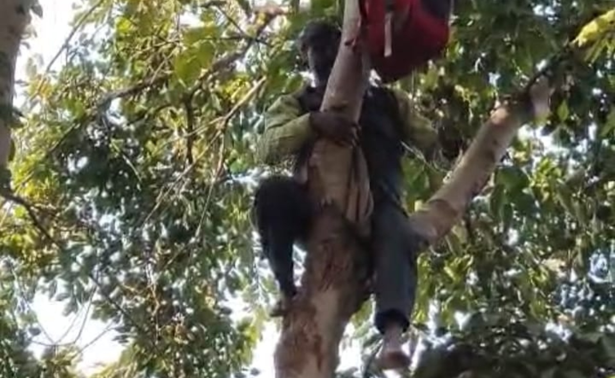 नौकरी से निकाले जाने से दुखी युवक पेड़ पर चढ़कर बोला- या तो नौकरी दो या मौत, पुलिस ने ऐसे उतारा