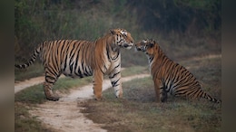 रानी दुर्गावती टाइगर रिजर्व: पहली बार बाघों की गिनती शुरू, चार चरणों में होगा बड़ा सर्वे
