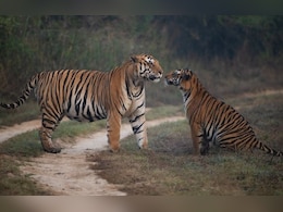 रानी दुर्गावती टाइगर रिजर्व: पहली बार बाघों की गिनती शुरू, चार चरणों में होगा बड़ा सर्वे
