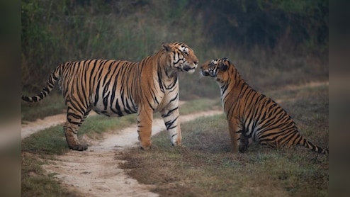 रानी दुर्गावती टाइगर रिजर्व: पहली बार बाघों की गिनती शुरू, चार चरणों में होगा बड़ा सर्वे