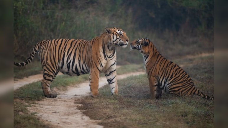 रानी दुर्गावती टाइगर रिजर्व: पहली बार बाघों की गिनती शुरू, चार चरणों में होगा बड़ा सर्वे