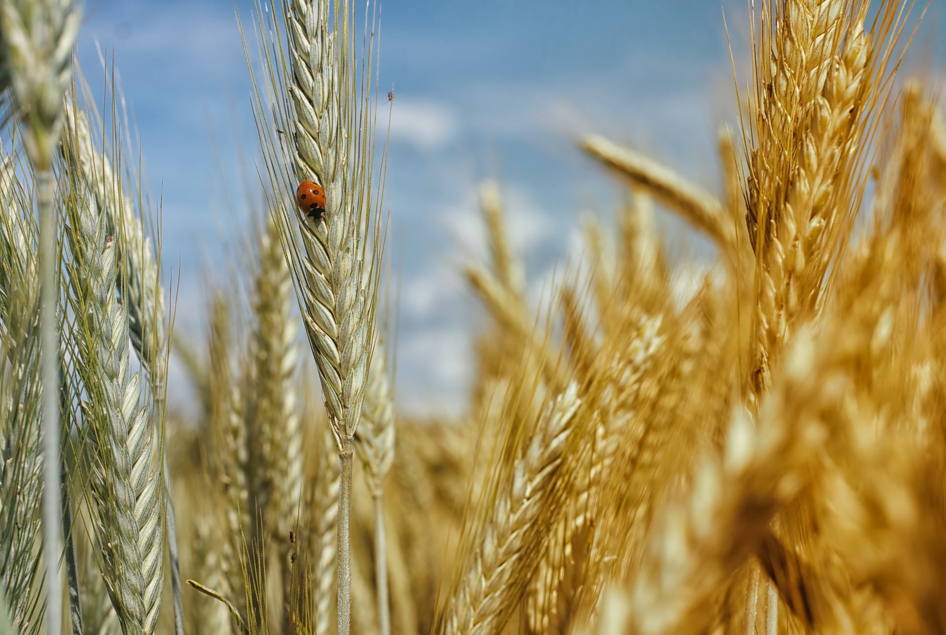 Government Mulls Import Duty Cut, Other Options As Wheat Prices Firm Up