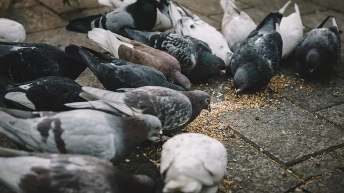 क्या आप कबूतरों को रोज दाना डालते हैं तो रुक जाएं, जानिए ऐसा करने से क्या है नुकसान