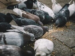 मुंबई में कबूतर को दाना डालना पड़ा जेब पर भारी, कटा 5000 रुपये का चालान, जान लें कैसे जानलेवा है यह आदत