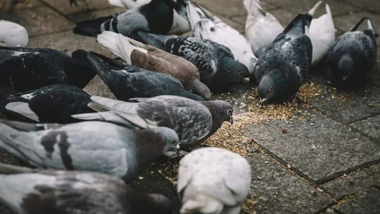 मुंबई में कबूतर को दाना डालना पड़ा जेब पर भारी, कटा 5000 रुपये का चालान, जान लें कैसे जानलेवा है यह आदत