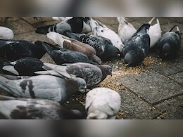 क्या आप कबूतरों को रोज दाना डालते हैं तो रुक जाएं, जानिए ऐसा करने से क्या है नुकसान