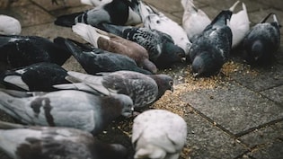 क्या आप कबूतरों को रोज दाना डालते हैं तो रुक जाएं, जानिए ऐसा करने से क्या है नुकसान