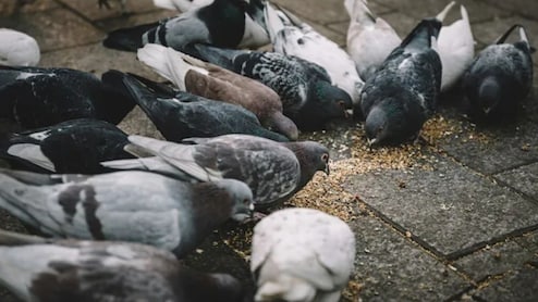 क्या आप कबूतरों को रोज दाना डालते हैं तो रुक जाएं, जानिए ऐसा करने से क्या है नुकसान