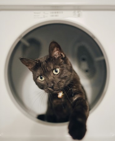 8 Interesting Facts About Cats