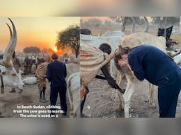 चेहरे पर साबुन नहीं, गोमूत्र! विदेशी गोरी मैम का ये प्रयोग देख हिल गया इंटरनेट