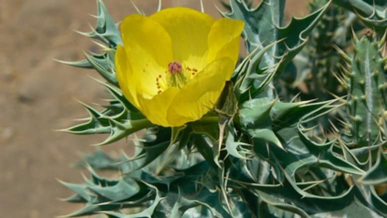 खांसी, दमा से लेकर पथरी तक की रामबाण दवा है ये कांटों वाली जड़ी-बूटी