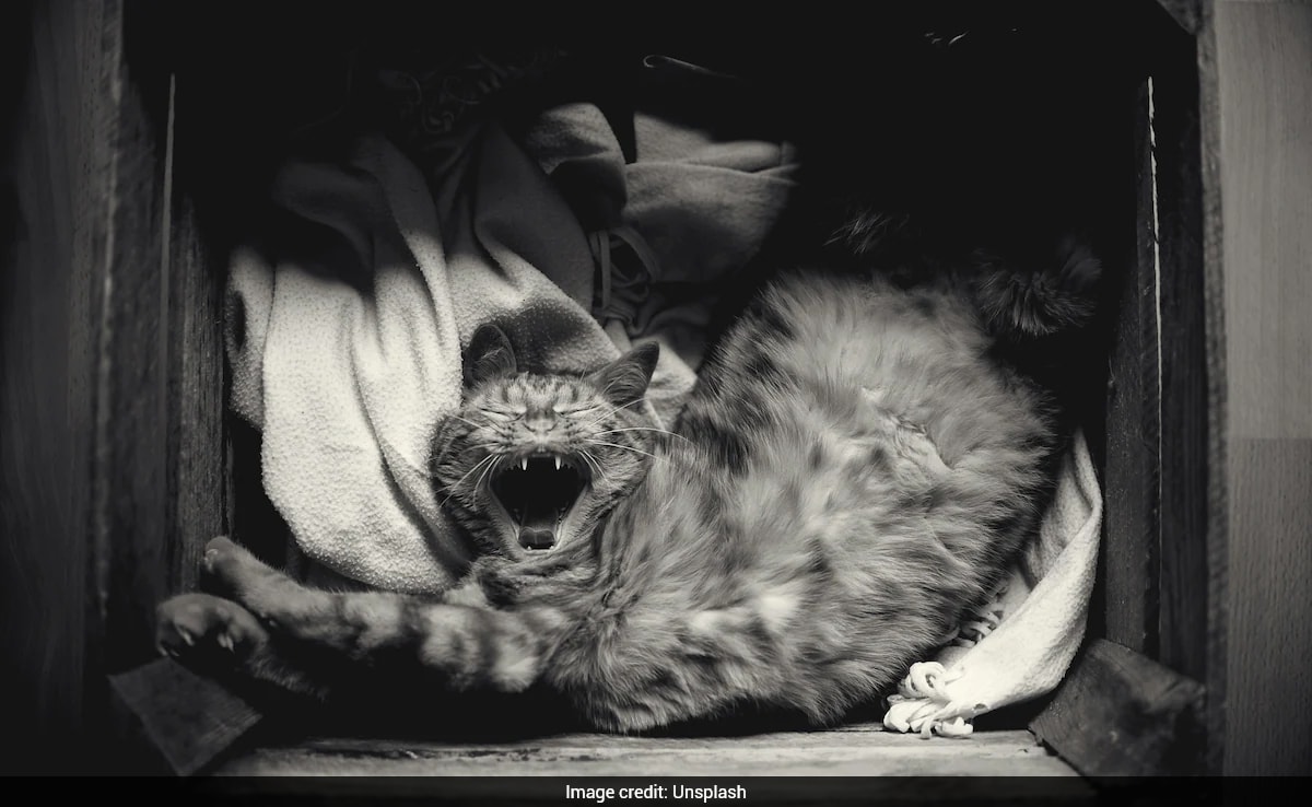 Cat Survives 10-Minute Spin in Washing Machine