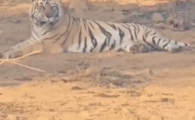 सरिस्का का न्यू ईयर से पहले सैलानियों को सरप्राइज, अचानक सामने आई बाघिन ST-9, कैमरे में कैद हुई शाही चाल