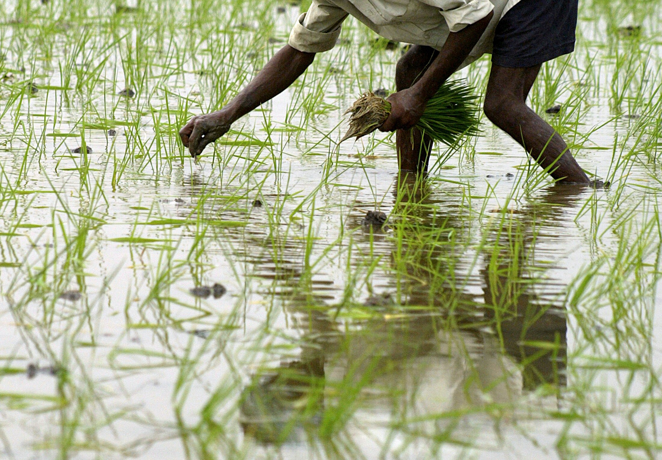 Erratic Monsoon Drags Paddy Sowing Lower In India
