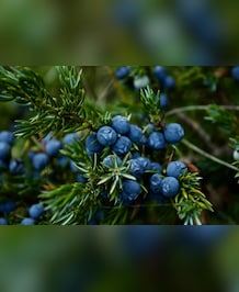 Health Benefits Of Juniper Berries