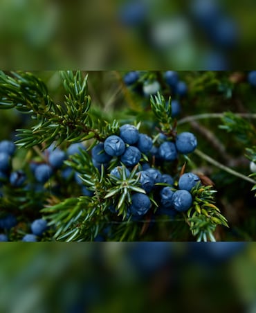Health Benefits Of Juniper Berries