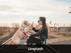 Is Your Dog Acting Strange? Vets Warn These Early Signs Could Be Dementia