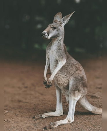 These Male Species Engage In Boxing-Style Fights To Secure Mates
