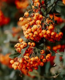 Why Should You Add Sea Buckthorn To Your Diet