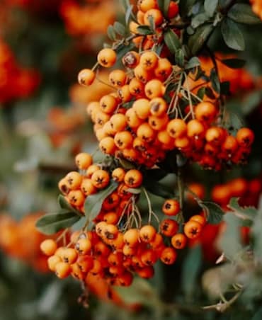 Why Should You Add Sea Buckthorn To Your Diet