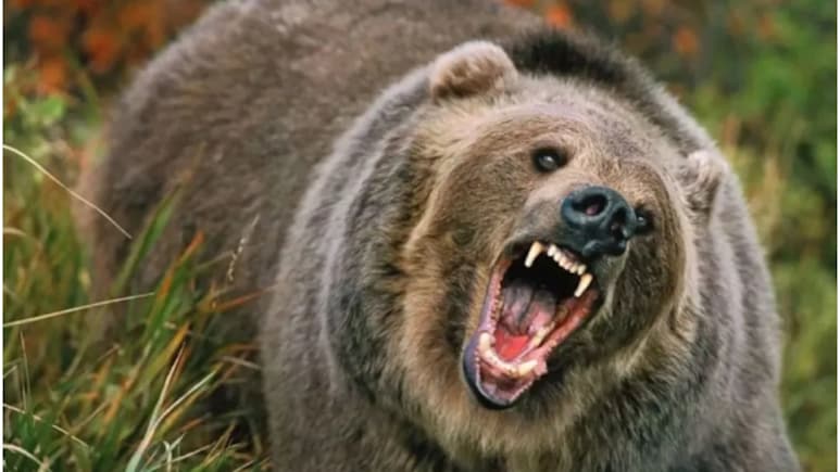 रुद्रप्रयाग में भालू का खूनी तांडव, 55 साल के बुजुर्ग का जबड़ा और सिर चबाया; 3 दिन में दूसरे हमले से दहशत