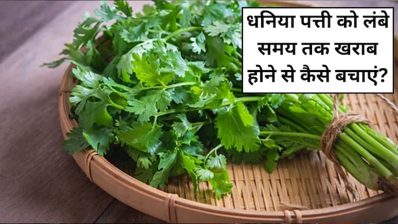 धनिया पत्ती को लंबे समय तक खराब होने से कैसे बचाएं? जानें आसान किचन टिप्स