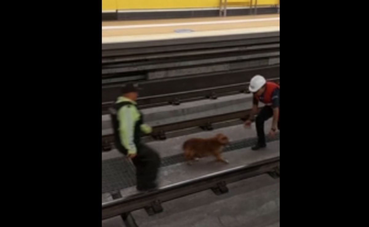 Ecuador Metro Suspended After Puppy Enters Tracks, Rescued After 24 Hours