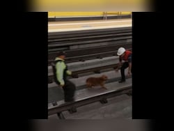 Ecuador Metro Suspended After Puppy Enters Tracks, Rescued After 24 Hours