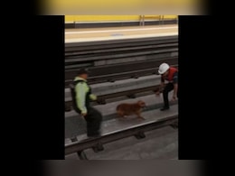 Ecuador Metro Suspended After Puppy Enters Tracks, Rescued After 24 Hours