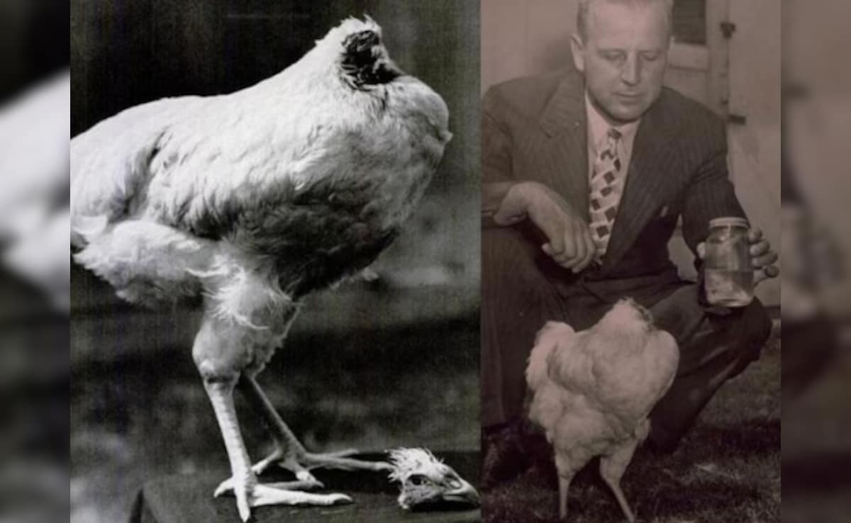 Latest and Breaking News on NDTV