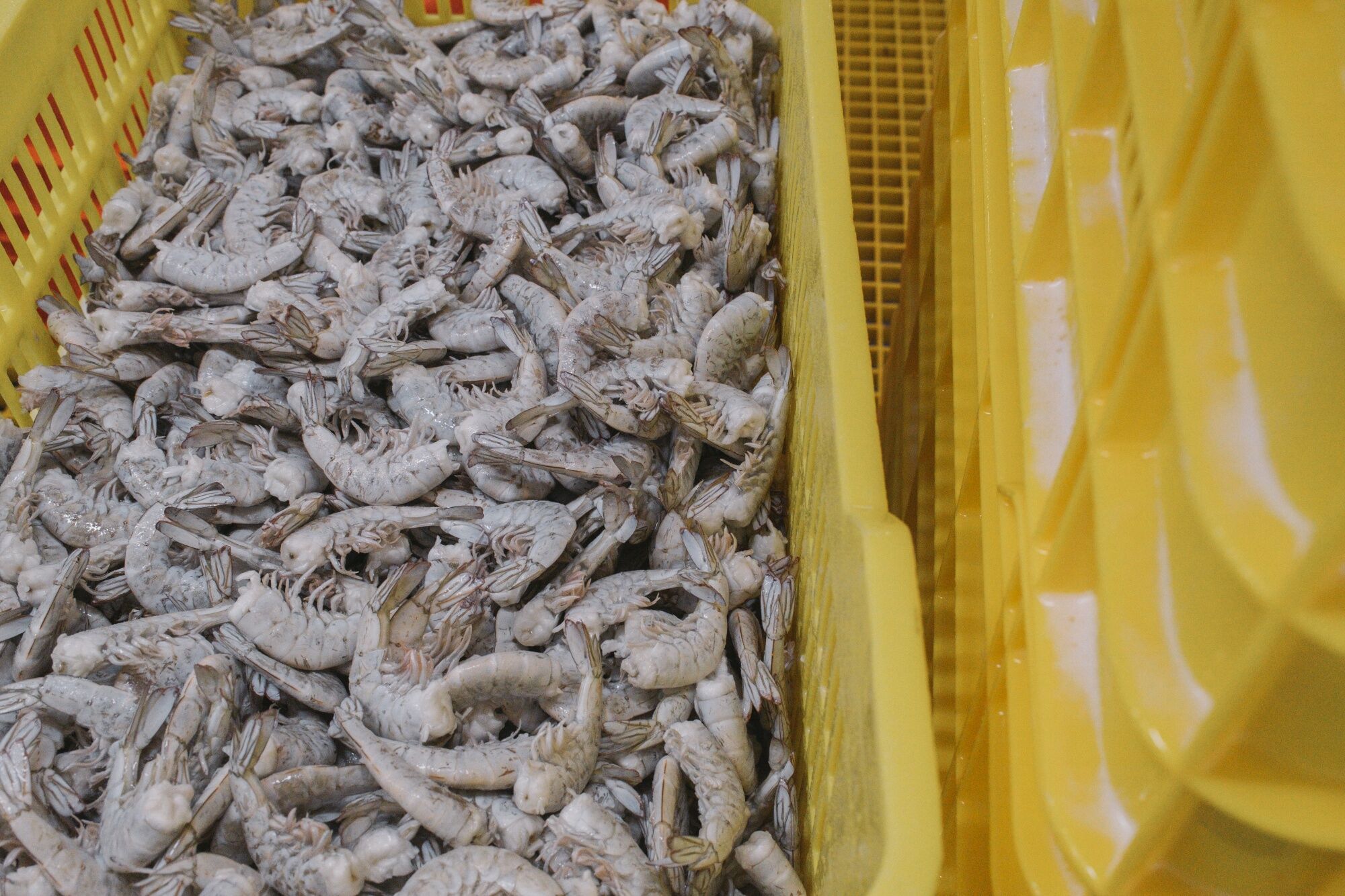 Coastal Corporation Sees Uptick In Shrimp Export Business, Demand In US Market Rises Nearly 10%