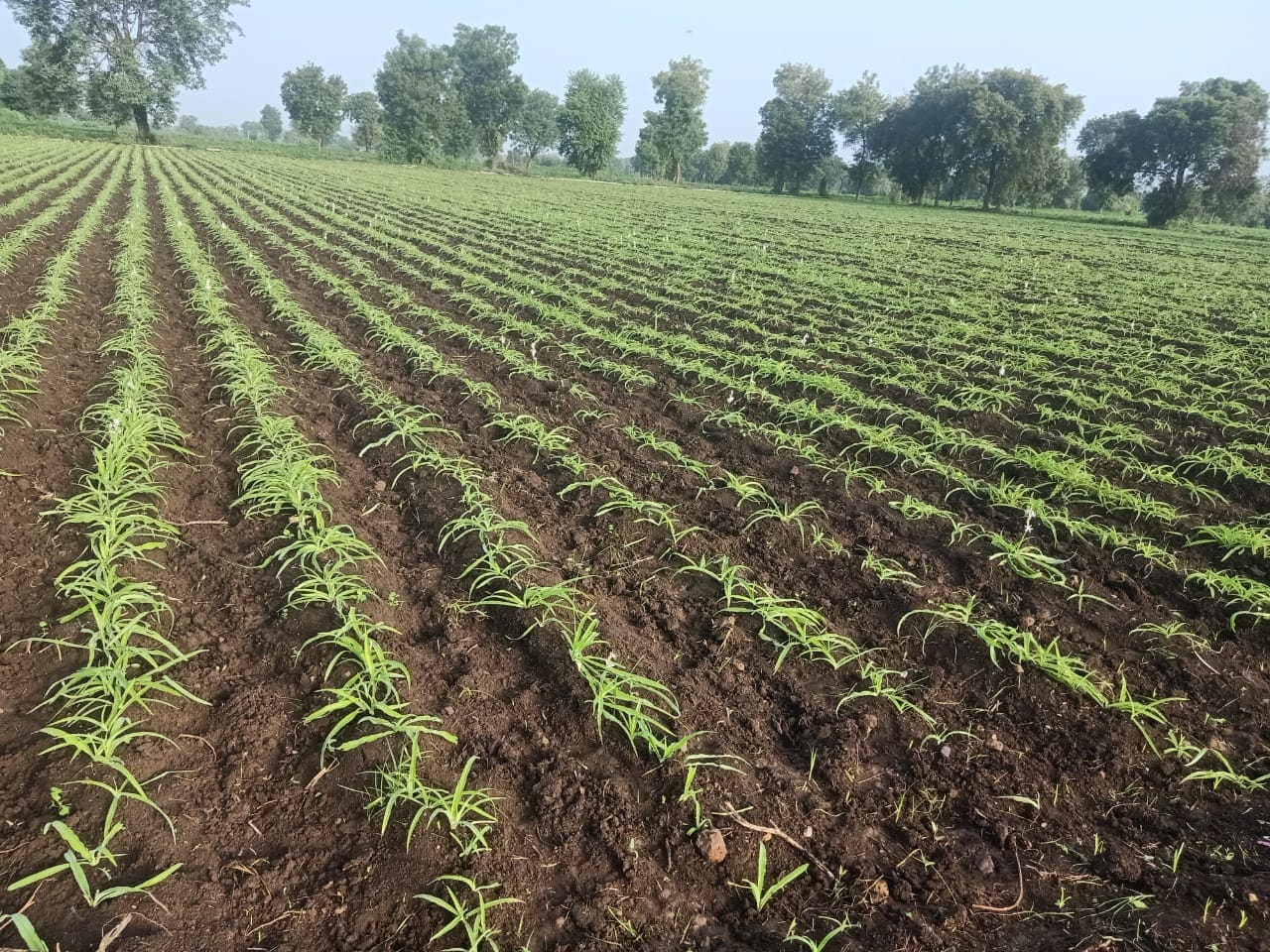 Success Story Safed Musli Farming Engineer Rahul Parihar Dhar Madhya Pradesh Success Story Safed Musli Farming Engineer Rahul Parihar Dhar Madhya Pradesh