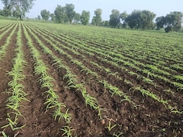 Medicinal Plants Benefit Farmers, Soil Health: President Murmu