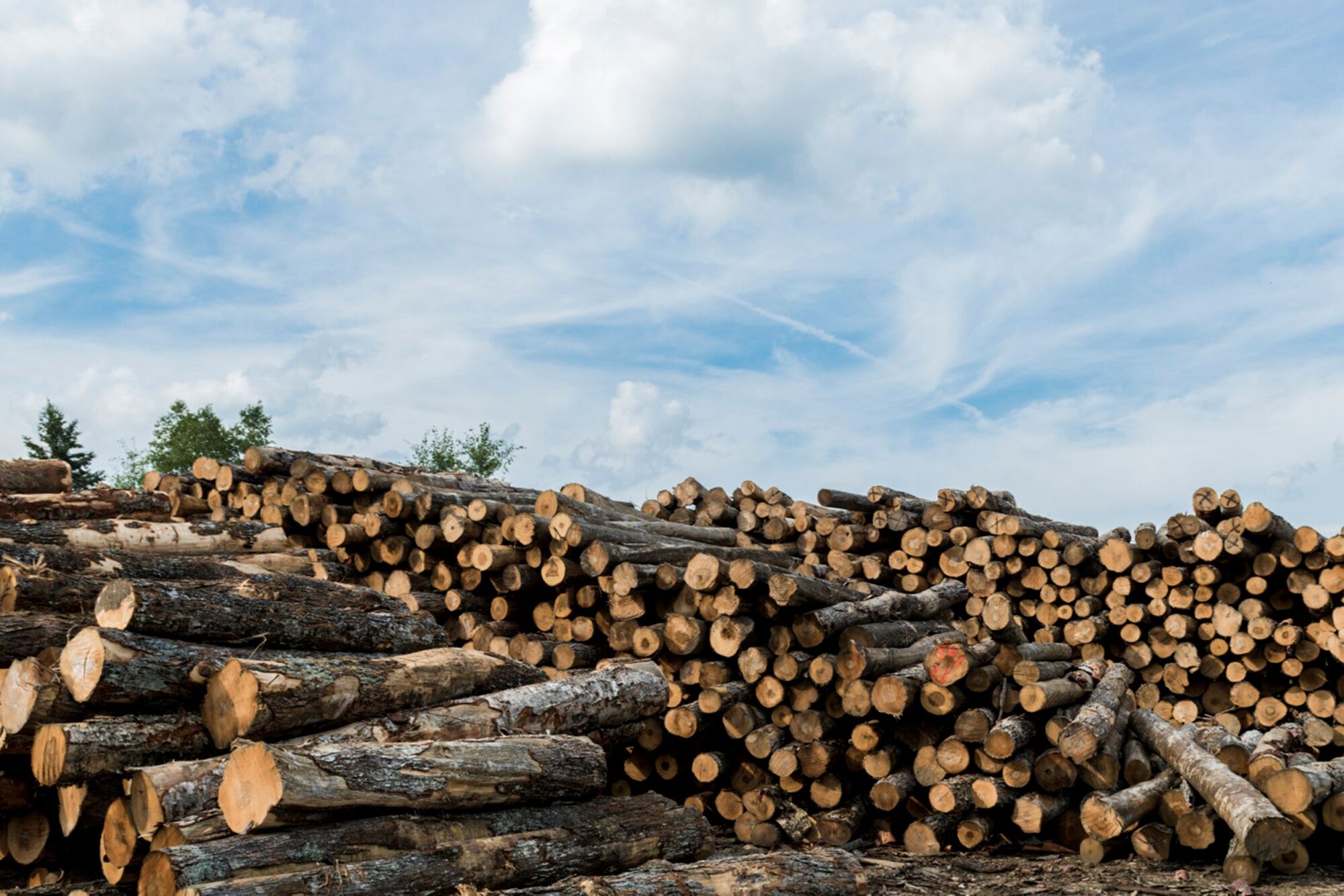 Bill Gates-Backed Startup To Use Old Wood To Remove Carbon From the Air