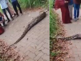 हिरण निगलने के बाद सड़क पर रेंगता दिखा विशाल अजगर, पलभर में कर दिया खेला, रोंगटे खड़े कर देगा Video
