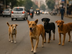 For Every Dog Bite, Heavy Compensation Likely On States: Top Court's Big Remark