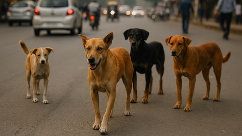 Delhi Government Denies Reports On 'Count Stray Dogs' Order For Teachers