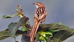 क्या है दुर्लभ धारीदार ग्रासबर्ड, गढ़चिरौली के घने जंगल में दिखा तो चौंक गया वन विभाग