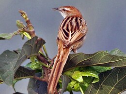 क्या है दुर्लभ धारीदार ग्रासबर्ड, गढ़चिरौली के घने जंगल में दिखा तो चौंक गया वन विभाग